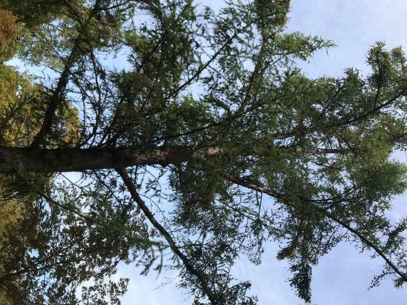 Das Bild zeigt eine Europäische Lärche von unten in einer Froschperspektive. Die Äste und Nadeln heben sich vom hellen Himmel ab.