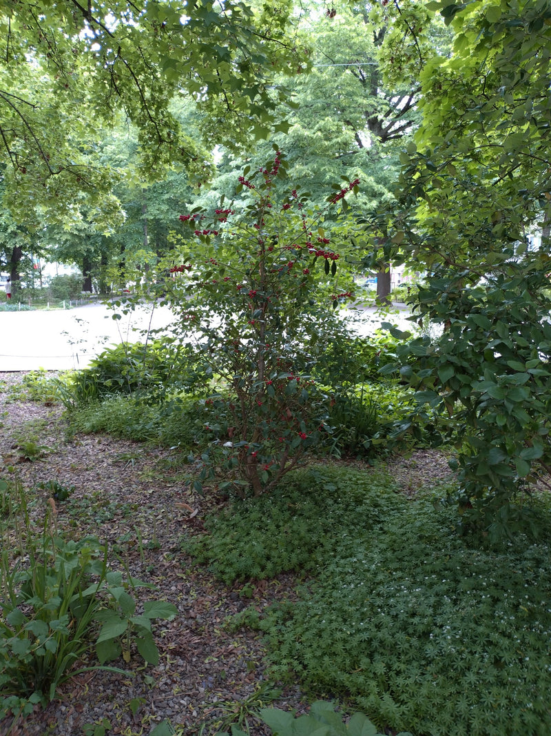 Stechpalme — Bild 5