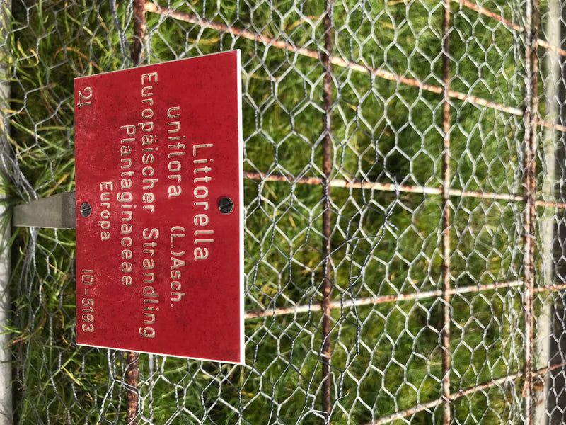 Europäischer Strandling — Bild 1 von 1