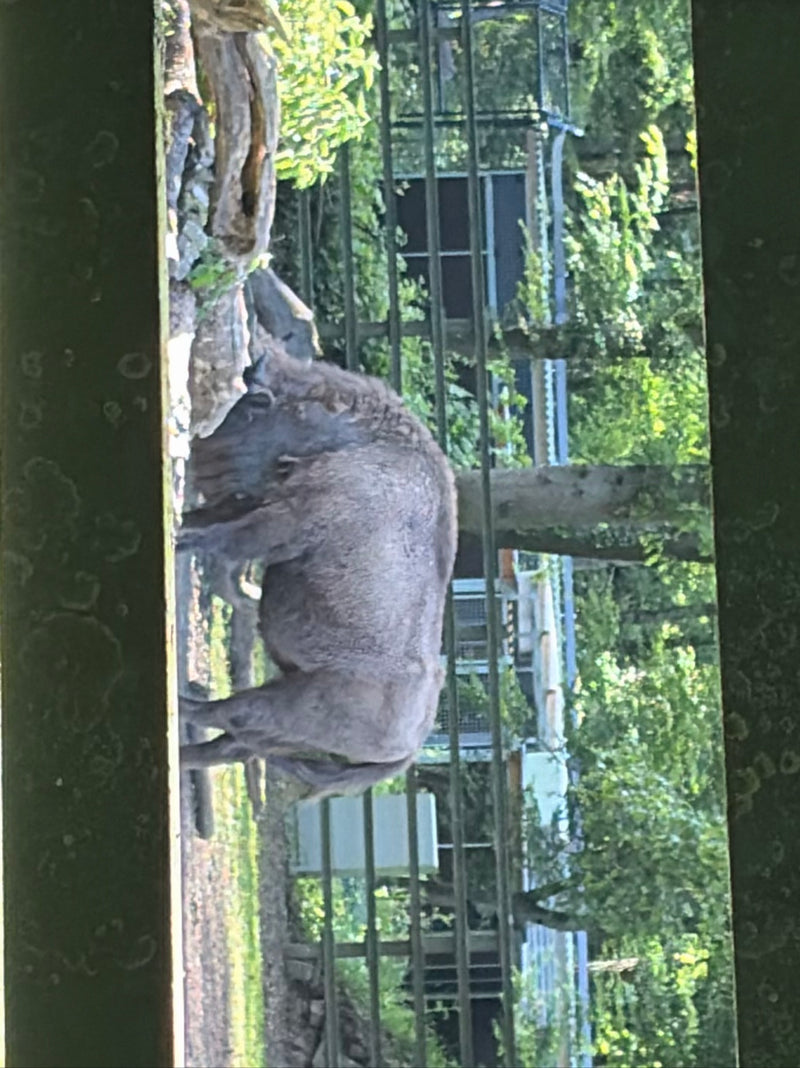 Auf dem Bild ist ein Europäischer Wisent zu sehen, der seitlich in einem Gehege steht. Das große Säugetier zeigt sein typisches, robustes Erscheinungsbild mi...