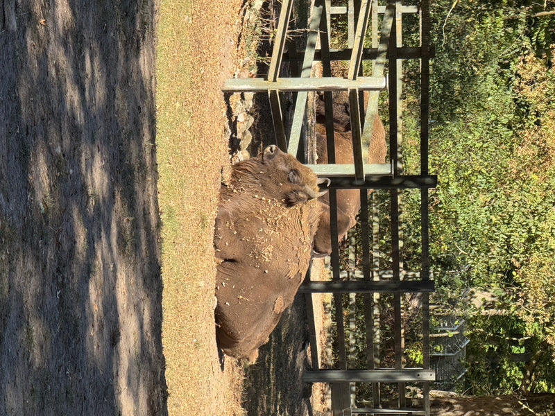Ein Europäischer Wisent ruht in einem eingezäunten Bereich auf dem Boden. Ein weiteres Tier ist teilweise im Hintergrund zu sehen.