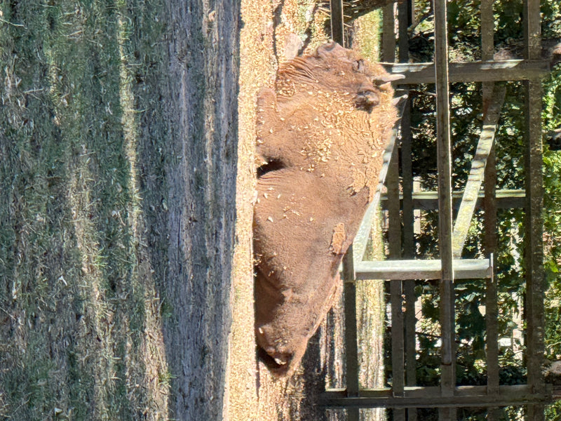 Ein Europäischer Wisent liegt auf dem sandigen Boden in einer waldartigen Umgebung. Das Tier ruht friedlich im Schatten.