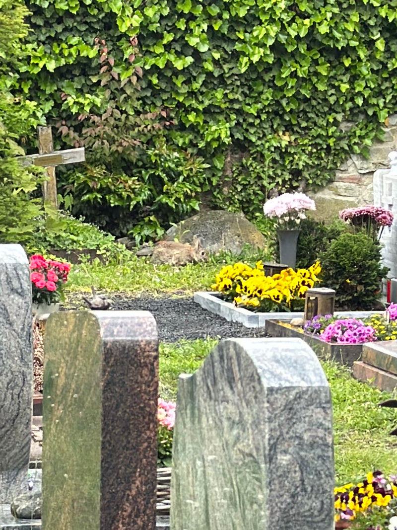Ein Wildkaninchen sitzt im Hintergrund auf einem Friedhof zwischen Gräbern und Blumenbeeten. Im Hintergrund ist eine begrünte Steinmauer mit Efeu zu sehen.