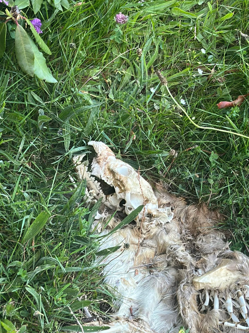 Auf einer grünen Wiese liegt der verwesende Körper samt Schädel eines Wildkaninchens im Gras. Das Tier ist tot und teilweise skelettiert.