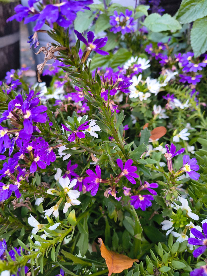 Dicht wachsende Fächerblumen mit zahlreichen violetten und weißen Blüten.