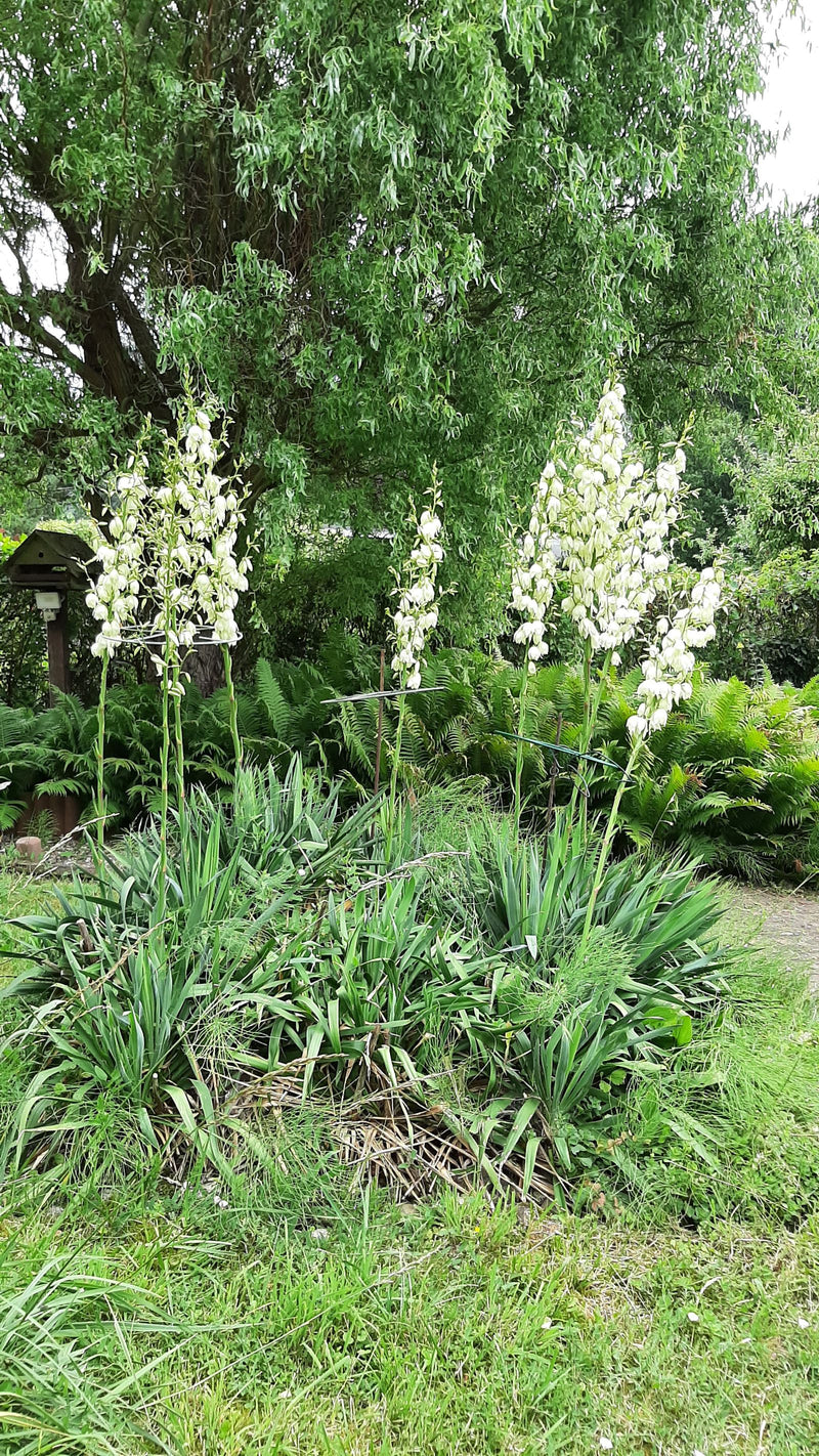 Zu sehen sind mehrere blühende Exemplare der Fädigen Palmlilie mit ihren charakteristischen weißen Blütenständen in einem Garten.
