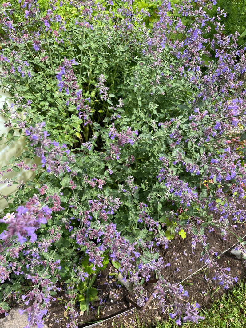 Zu sehen ist eine blühende Faassens Katzenminze in einem Gartenbeet. Die Pflanze zeigt zahlreiche kleine, blau-lila Blüten und grün-graue Blätter.