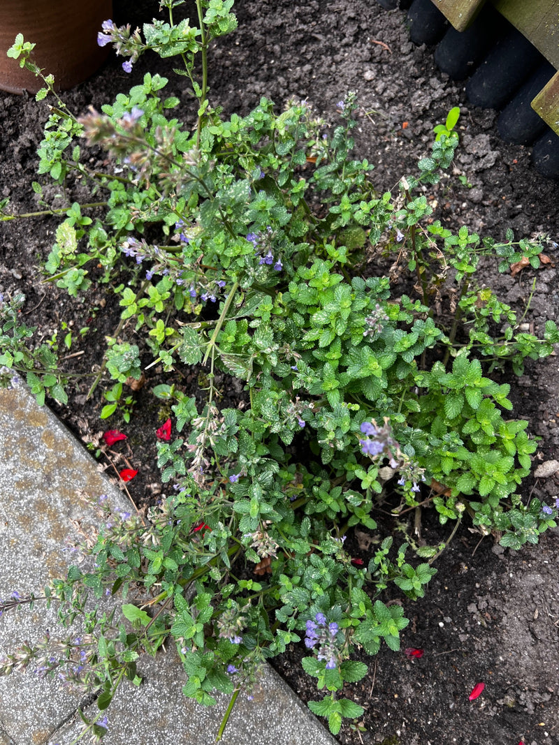Zu sehen ist eine buschige Pflanze von Faassens Katzenminze mit kleinen grün-grauen Blättern und zarten violetten Blüten. Sie wächst in einem dunklen Beet ne...