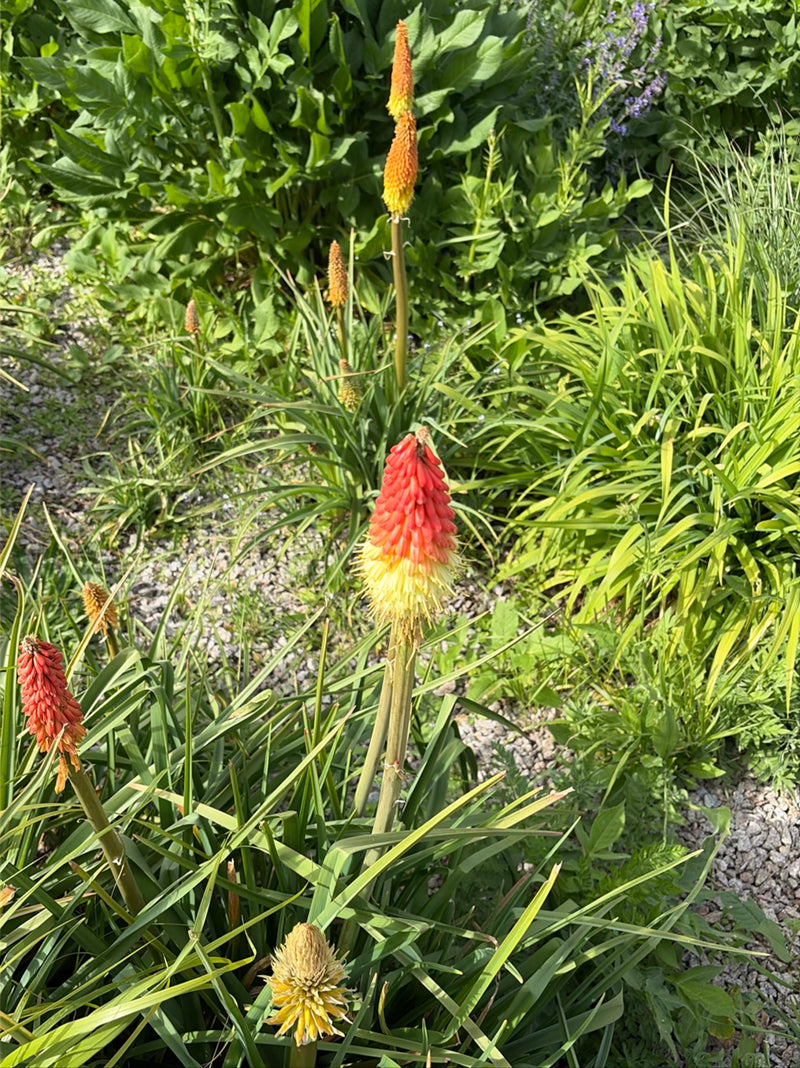 Auf dem Bild sind mehrere Fackellilien mit charakteristischen rot-gelben Blütenständen zu sehen. Sie stehen in einem Gartenbeet umgeben von grasartigen Blätt...