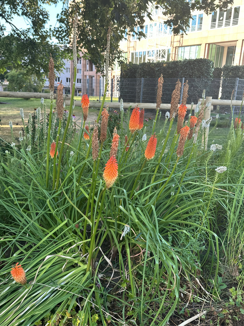 Auf dem Bild ist eine Fackellilie mit charakteristischen orange-roten Blütenständen und grünen, grasartigen Blättern in einem Garten zu sehen.