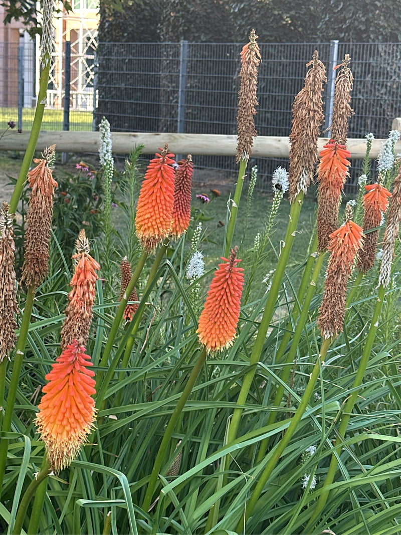 Auf dem Bild sind mehrere Fackellilien mit ihren charakteristischen orange-gelben Blütenständen und teils verblühten Stielen in einem Garten zu sehen. Die Pf...