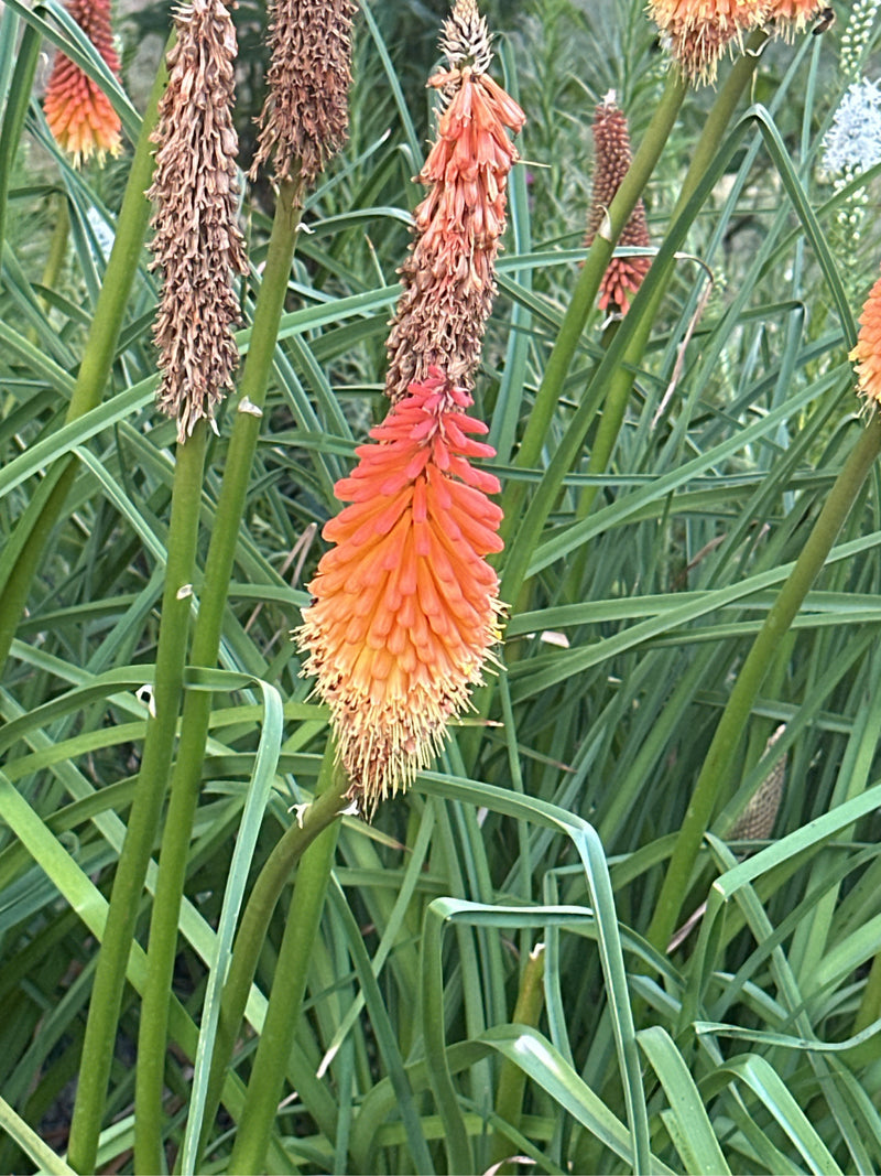 Zu sehen sind die charakteristischen, leuchtend rot-orangen Blütenstände und langen, grasartigen Blätter mehrerer Fackellilien. Die Pflanzen stehen dicht bei...
