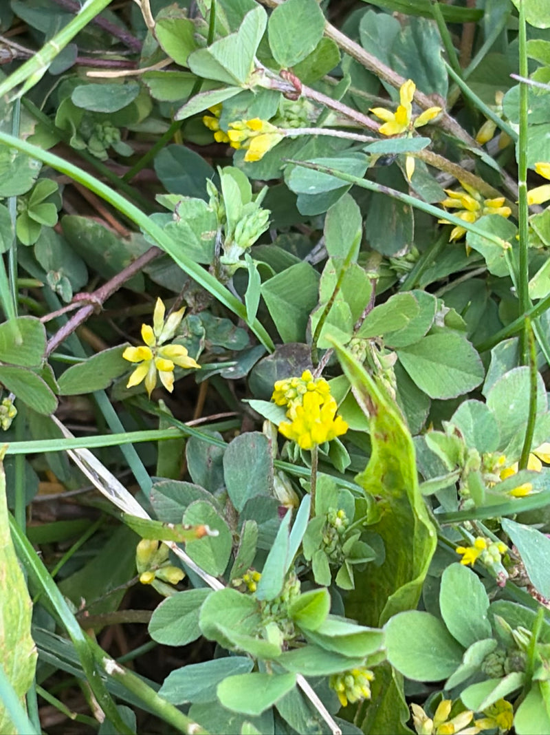 Auf dem Bild ist Faden-Klee mit seinen typischen gelben Blüten und dreizähligen Blättern in einer Wiese zu sehen. Die Pflanze wächst dicht im Gras.