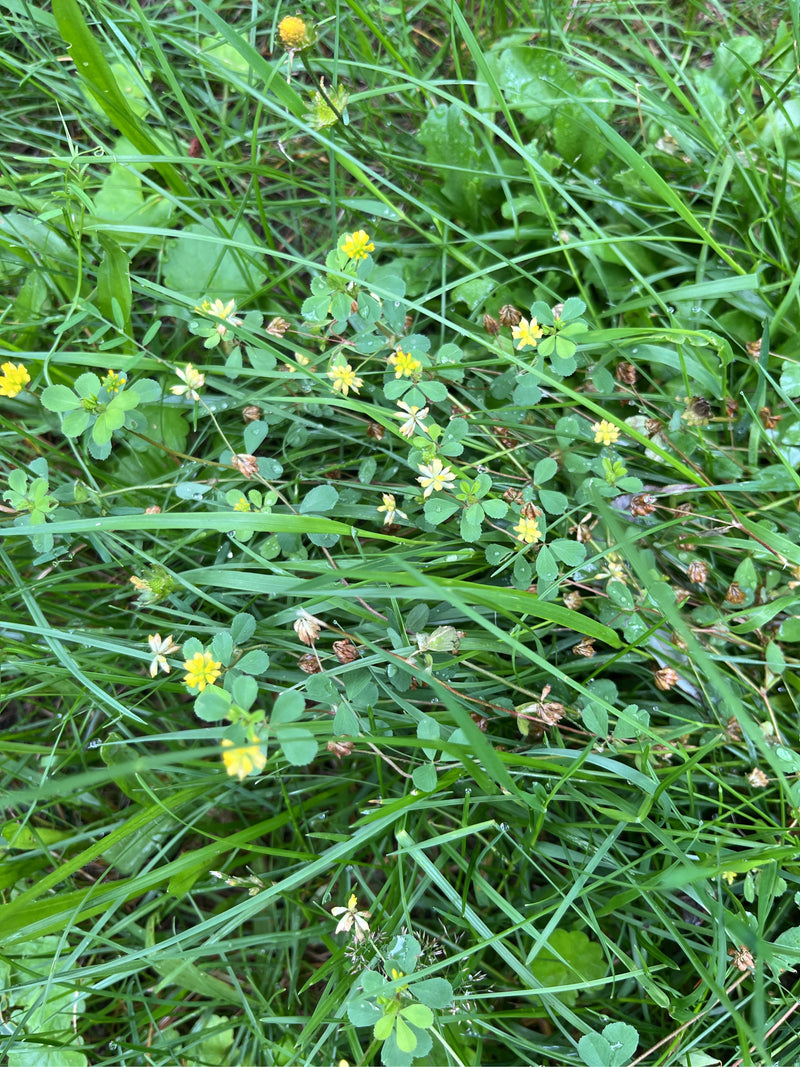 Auf dem Bild ist Faden-Klee mit kleinen gelben Blüten und dreizähligen Blättern zu sehen, der in einer Wiese zwischen Gräsern wächst. Die Aufnahme zeigt die ...