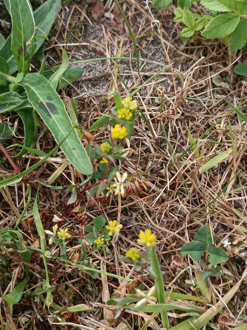 Zu sehen ist der Faden-Klee mit seinen charakteristischen kleinen, gelben Blütenständen auf einem trockenen Boden. Die Pflanze wächst in einer Umgebung mit G...