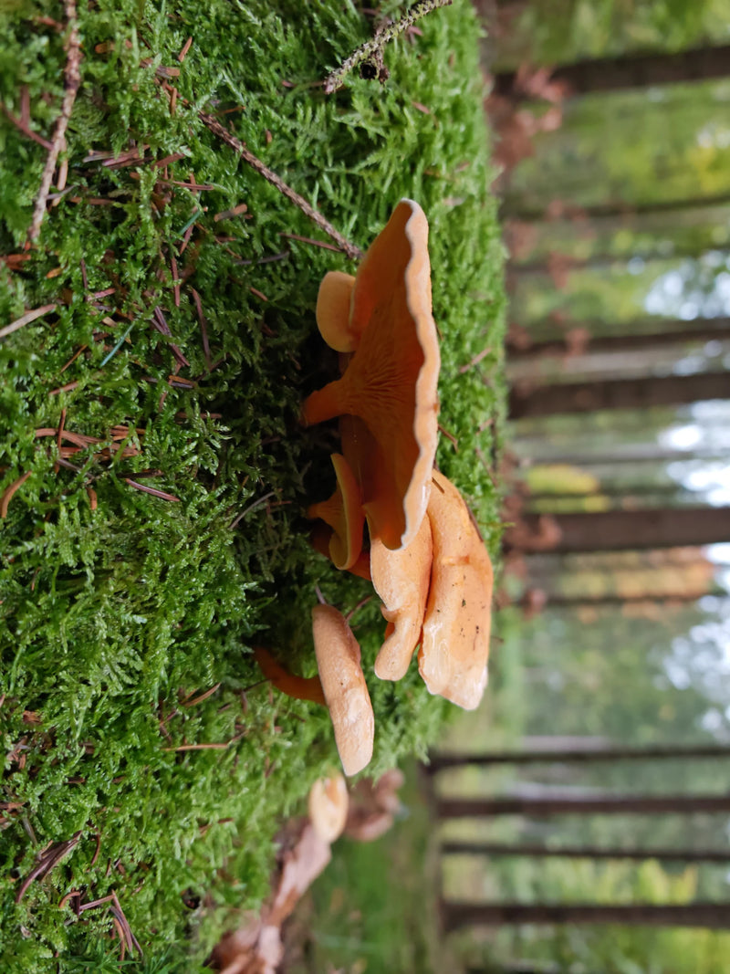 Mehrere Fruchtkörper des Falschen Pfifferlings wachsen auf einem moosbewachsenen Untergrund im Wald.