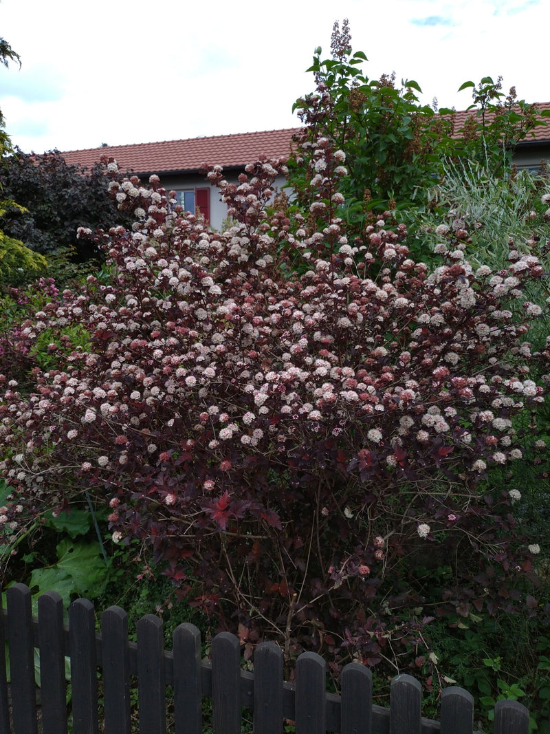 Zu sehen ist ein großer, reich blühender Strauch der Blasenspiere mit dunklem Laub und hellen Blütenständen hinter einem Holzzaun im Garten.