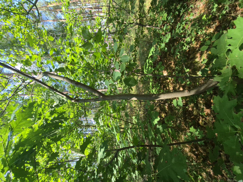 Faulbaum — Bild 3 von 5