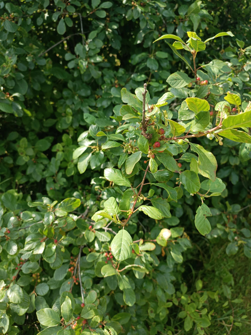 Faulbaum — Bild 4 von 5