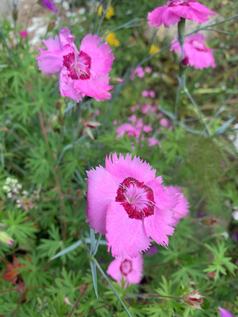 Feder-Nelke — Bild 2 von 2