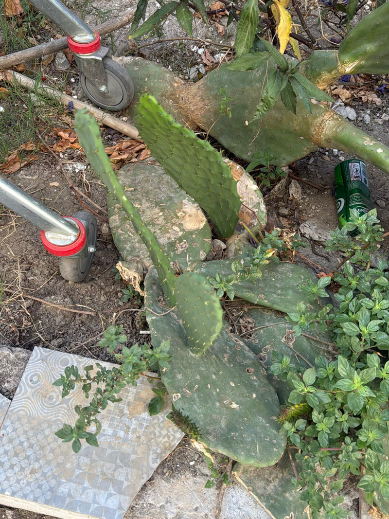 Feigenkaktus (Gattung Opuntia) — Bild 2 von 6