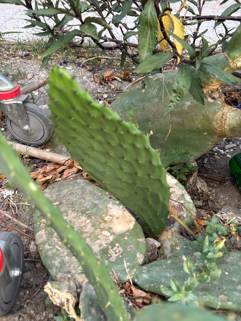 Feigenkaktus (Gattung Opuntia) — Bild 1 von 6