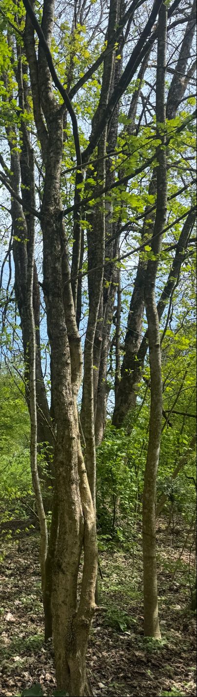 Zu sehen sind die grauen Stämme und das frische grüne Laub eines Feldahorns in einem lichten Wald. Die Perspektive zeigt die Bäume von unten nach oben vor ei...