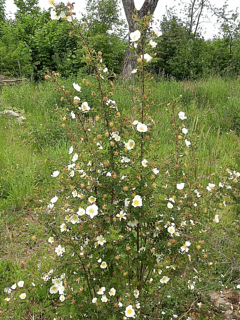 Zu sehen ist ein blühender Strauch der Feld-Rose mit zahlreichen weißen Blüten und grünem Laub auf einer Wiese.