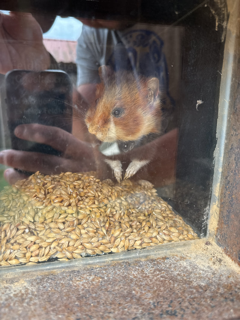 Ein Feldhamster blickt aus einem Gehege oder einer Vitrine heraus, während er auf einem Haufen Getreidekörner sitzt.