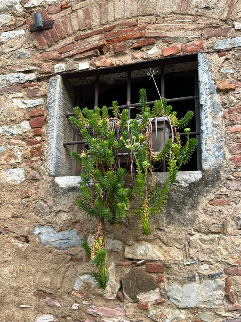 Zu sehen ist eine Felsen-Fetthenne in einem Pflanzkasten vor einem vergitterten Fenster. Die sukkulente Pflanze wächst herab an einer alten Steinwand.