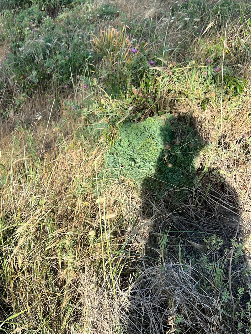 Das Foto zeigt eine grüne Felsen-Fetthenne, die in einer grasigen Umgebung wächst. Ein Teil der Pflanze liegt im Schatten.