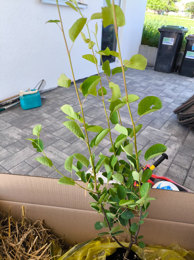 Die Felsenbirne ist ein beliebter Zierstrauch oder kleiner Baum, der für seine weiße Blütenpracht im Frühjahr und seine essbaren, beerenartigen Früchte im So...