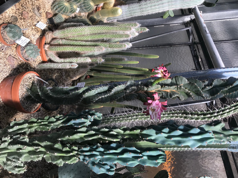 Auf dem Bild ist ein Felsenkaktus mit auffälligen rosa Blüten in einem Gewächshaus zu sehen. Die Pflanze wächst in einem Blumentopf auf sandiger Erde.