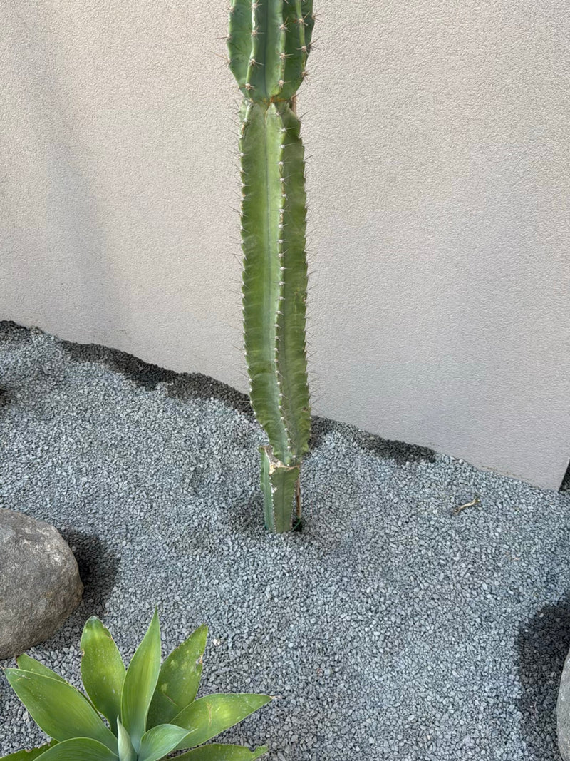 Zu sehen ist ein aufrecht wachsender Felsenkaktus in einem Kiesbeet vor einer hellen Wand. Die Pflanze zeigt ihre typischen säulenförmigen Triebe mit Dornen.
