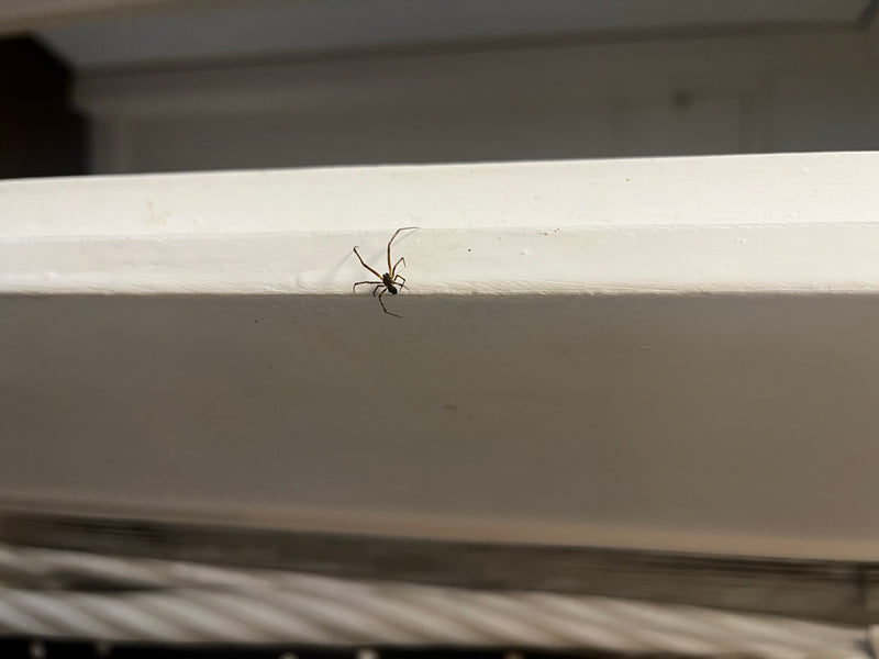 Fettspinne — Bild 4 von 19