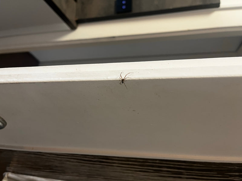 Fettspinne — Bild 2 von 19