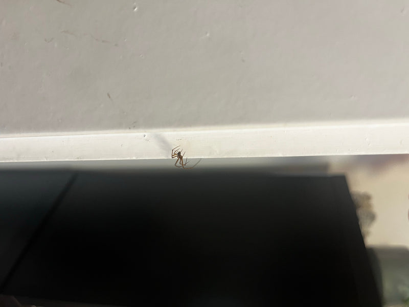 Fettspinne — Bild 1 von 19