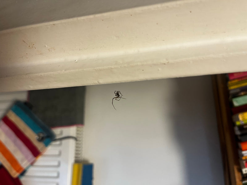 Fettspinne — Bild 3 von 19