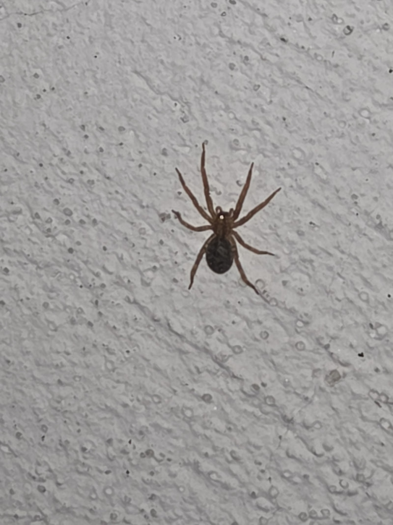 Eine Gewöhnliche Fettspinne sitzt auf einer hellen, strukturierten Wand. Das Tier ist gut erkennbar.