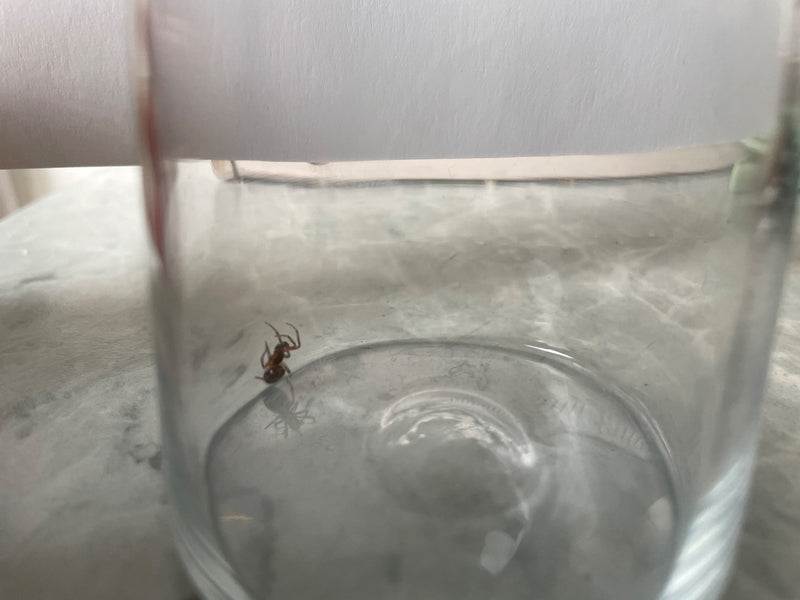 Fettspinne — Bild 5 von 19
