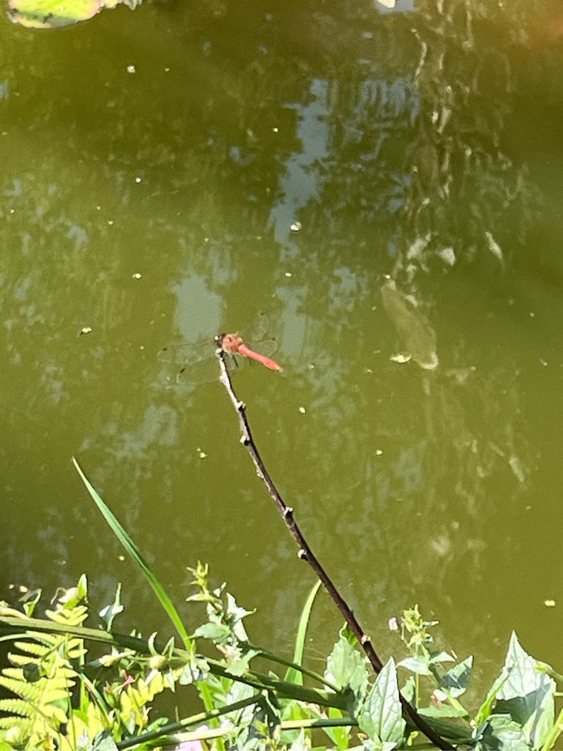 Feuerlibelle — Bild 5 von 13