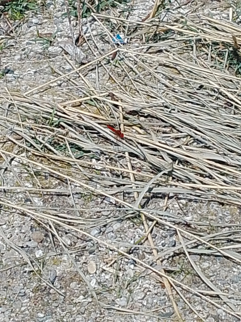 Feuerlibelle — Bild 2 von 13