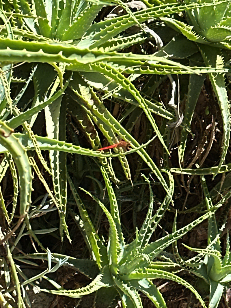 Feuerlibelle — Bild 3 von 13