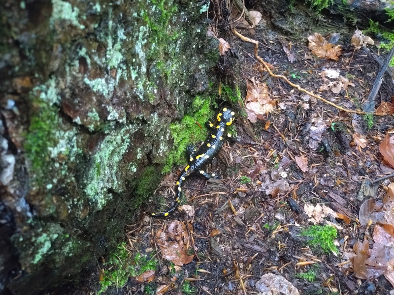 Ein Feuersalamander mit typischer schwarz-gelber Zeichnung sitzt auf feuchtem Waldboden direkt neben einem moosbedeckten Baumstamm. Die Aufnahme zeigt das Ti...