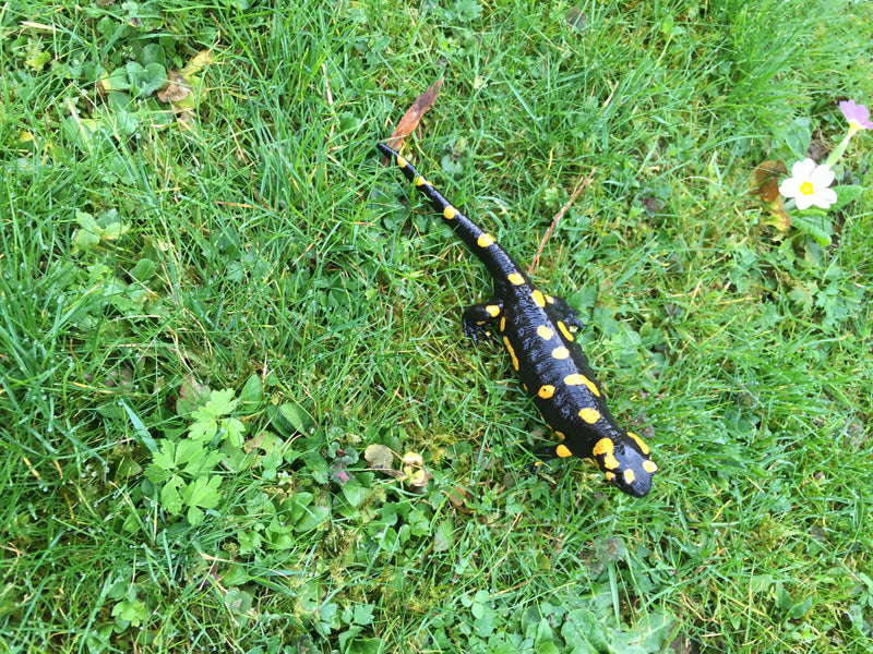 Ein Feuersalamander mit typischer schwarz-gelber Zeichnung läuft über eine grüne Wiese. Die Draufsicht zeigt das Tier vollständig im Gras.