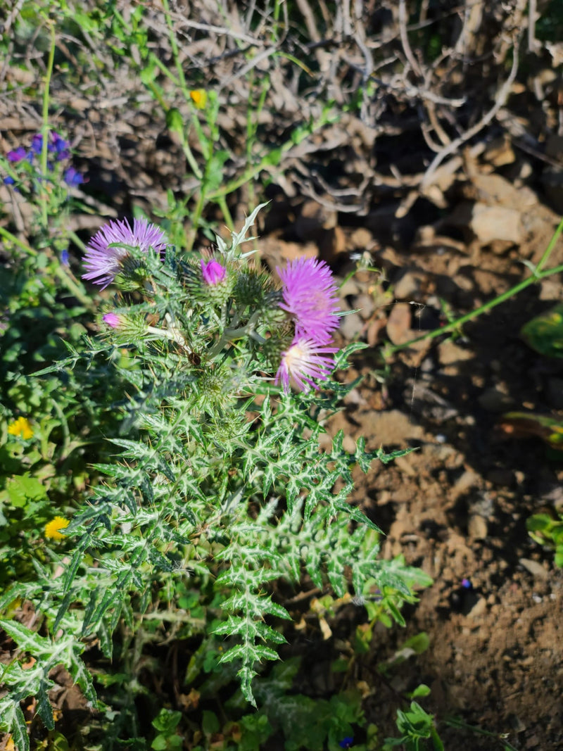 Zu sehen ist eine blühende Milchfleckdistel mit charakteristischen violetten Blütenkörben und weiß geaderten, dornigen Blättern. Die Pflanze steht im Freien ...