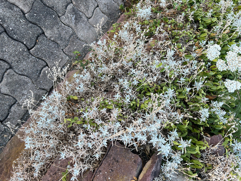 Filziges Hornkraut — Bild 2 von 10