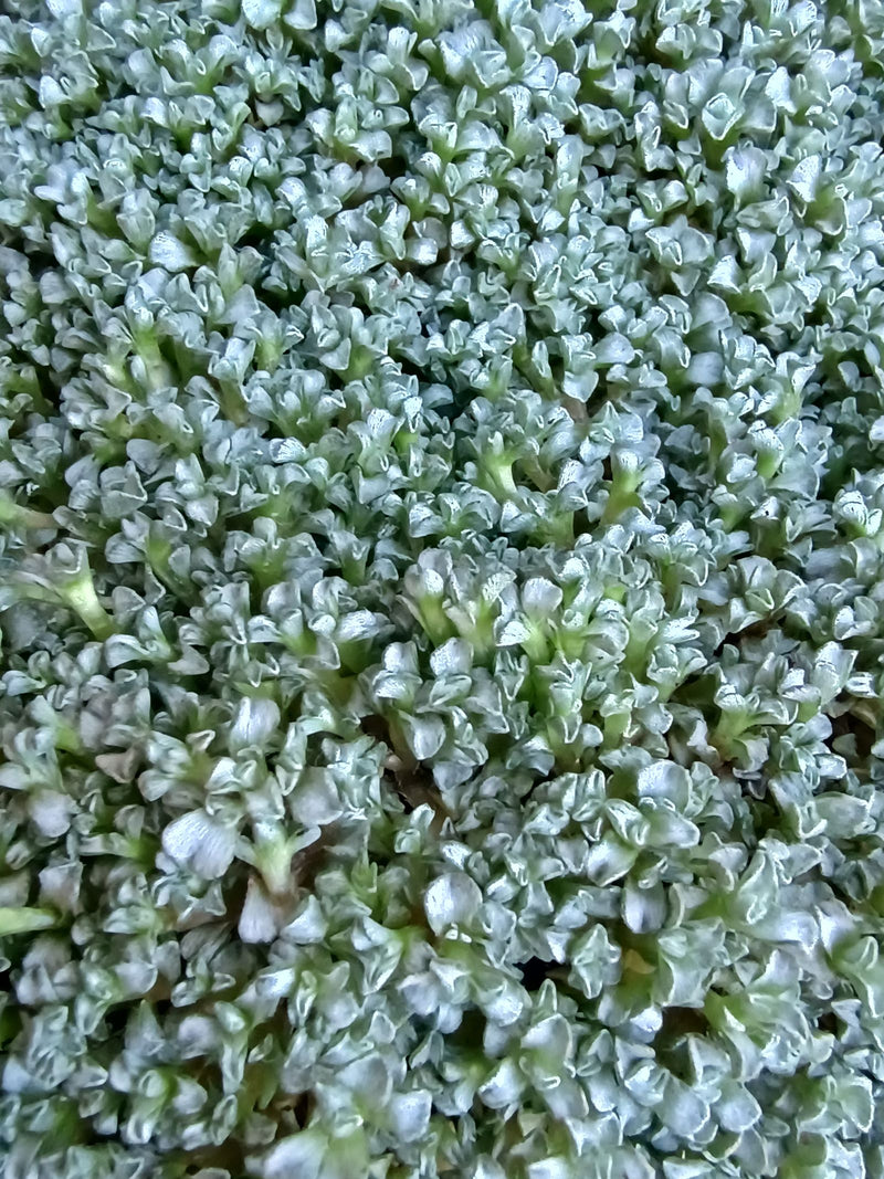 Filziges Hornkraut — Bild 1 von 10