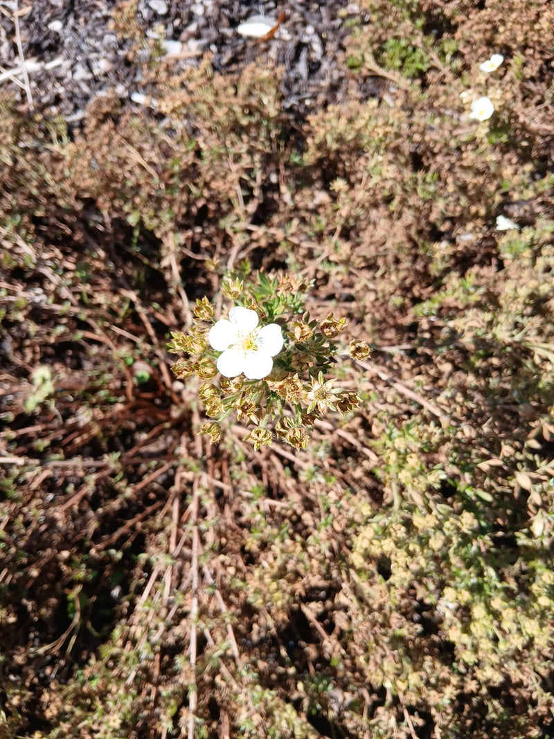 Auf dem Bild ist ein Fünffingerstrauch mit einer auffälligen weißen Blüte zu sehen. Die Pflanze wächst auf trockenem Untergrund zwischen dürren Ästen.