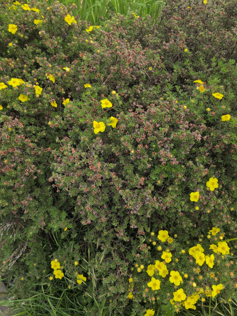 Zu sehen ist ein dichter Fünffingerstrauch mit zahlreichen gelben Blüten und kleinen grünen Blättern. Die Aufnahme zeigt die Pflanze in ihrer natürlichen Umg...